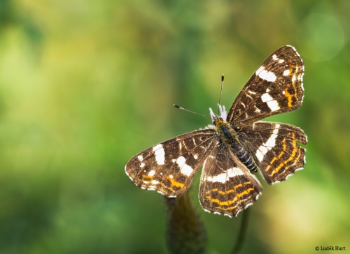 Fotolov motýla na Kokotském rybníku