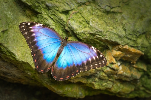 Výstava tropických motýlů